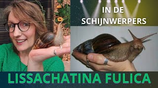 Lissachatina Fulica in de schijnwerpers