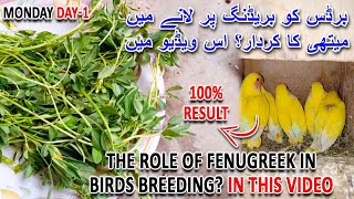 برڈس کو بریڈنگ پر لانے میں میتھی کا کردار | FENUGREEK \ METHI | BIRD BREEDING | AA BIRDS INFORMATION