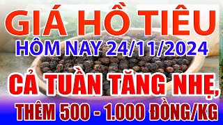 Giá tiêu hôm nay 24/11: cả tuần tăng nhẹ, thêm 500 - 1.000 đồng/kg