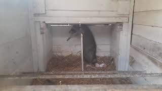 Raccoon In The Chicken Coop