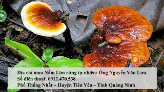 Mua nấm lim xanh rừng tự nhiên ở đâu tốt nhất?