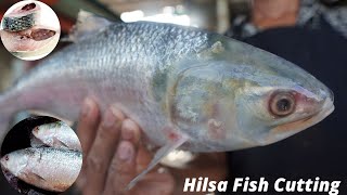 Hilsa Fish Cutting With Great Skill | I was surprised to see the man cut the fish | Fish Cutting