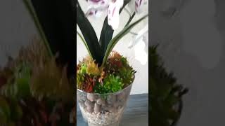 arranjo de orquídea e com suculentas artificiais