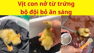 Vịt con thứ 2 nở từ trứng vịt lộn bộ đội bỏ ăn sáng - Lê Anh Nuôi