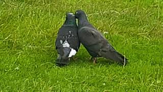 Pigeon Tries His Best at Courting