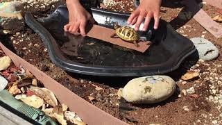 Can tortoise swim!? Let’s  see!