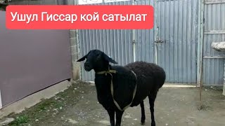 (66) Тазза Гиссар кой садылды