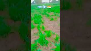 जय हिंद🇮🇳 #shortvideo ##villagelife ###naturelovers #shortfeed #viral ##gaav #viral #vlog #shorts