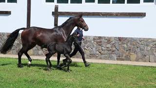 brood mare Flaiana by For Romance l - General xx, 6 y.o. on a video