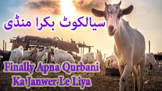 Bakra Mandi Sialkot Latest Update 11June 2024