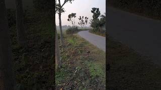 Village road and crops field #shorts #nature #amazing #village