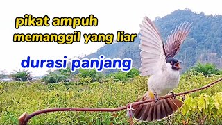 burung kutilang pikat memanggil lawan