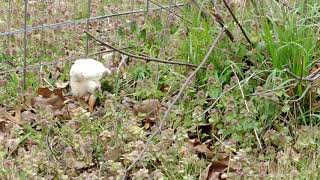 Cute!!! Baby Chick Free Ranging