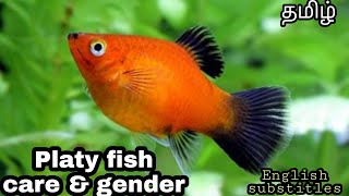 Platy fish care & info | Gender identification | Aquapets & farm