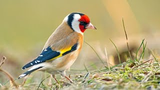 Der Stieglitz mit seinem Gesang #vogelgesang #birds #vogel