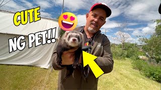 Ferret Pet ng Canadian