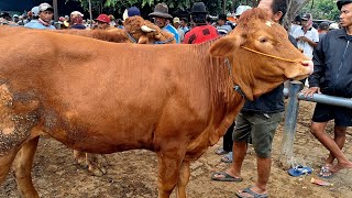 13500‼️ DORO SUPER PANJANG || Musim isi kandang sapi betina sepi pembeli || Pasar Tuban