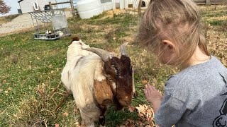 Taking care of goats in the winter