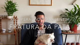 FRATURA da PATA de  SPITZ ALEMÃO | Recuperação do VALENTIM | Lulu da Pomerania | O diário de Rafael