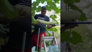 Harvest Huge Bottle Gourd Over the Roof#backyardgardening #bottlegourd  #toronto #canada #huge