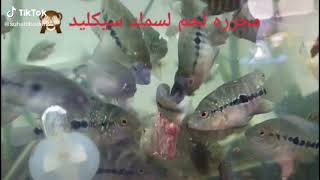 Flowerhorn Feeding    #Flowerhorn_Feeding 'Shut Down'