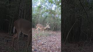 Lovely Morning With Deer Part 1