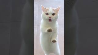 cute cat, fun #shorts #viral #cats #gaming