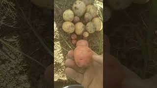 Potato Crop After Weed Elimination!