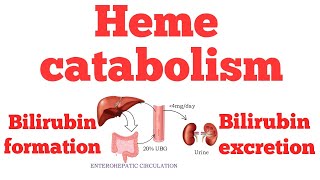 Heme catabolism || Bilirubin metabolism || #Biochemistry