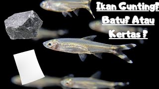 IKAN GUNTING, BATU ATAU KERTAS? kisah tentang ikan hias Sri Gunting atau Rasbora Trillineata