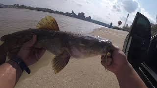 Bank fishing Downtown Cincinnati 6lbs flathead