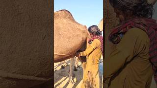 يتم استخراج حليب الإبل بهذه الطريقة/Camel Video