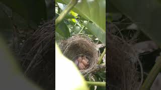 Masya Allah, penampakan anak burung di kebun kopi