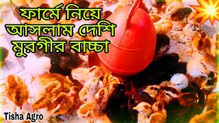 ফার্মে নিয়ে আসলাম দেশি মুরগির বাচ্চা 😍 / দেশি মুরগির বাচ্চা বোর্ডিং /দেশি মুরগি পালন পদ্ধতি।