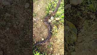 16feet python #python #shorts #youtubeshorts #ytshorts