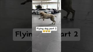 FUNNY street dog is almost FLYING🤣