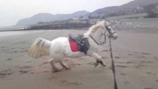 Speedy Arab x on the beach "Charlie Pony"