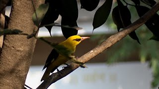 Indian Golden Oriole | हळद्या