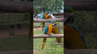 Blue-and-yellow Macaws 🦜: A Synchronized Wing-Flapping Concert (Arara Canindé)