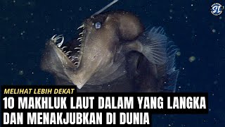 Melihat Lebih Dekat 10 Mahluk Laut dalam yang Aneh dan Jarang Terlihat di dunia