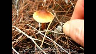 Lepiota boudieri. Champimaginatis. English Text.