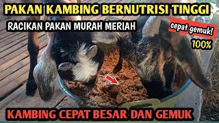 PAKAN KAMBING BERNUTRISI TINGGI AGAR KAMBING CEPAT GEMUK