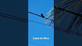 Casal de mico #mico #macaco macaco #animais