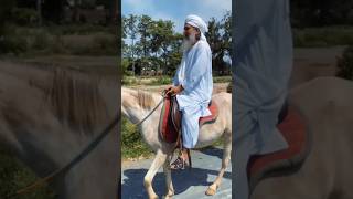 #peerasifmajeednaqshbandi #live #allah #religion #islam #islamic #islamicshorts#horse#riding #shorts