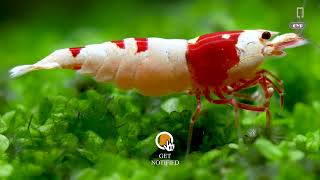 Red Bee Dwarf Shrimp Stays On Green Grass