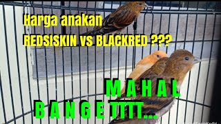 Anakan Red Siskin dan Blackred / Red Siskin and Blackred saplings