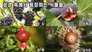 성경 속에서 등장하는 식물들