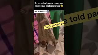 pastor saca una rata de sus partes íntimas