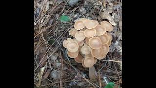 Halloween Mushrooms