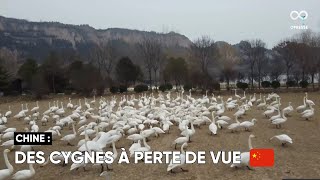 Des milliers de cygnes ont migré vers la zone humide du fleuve Jaune